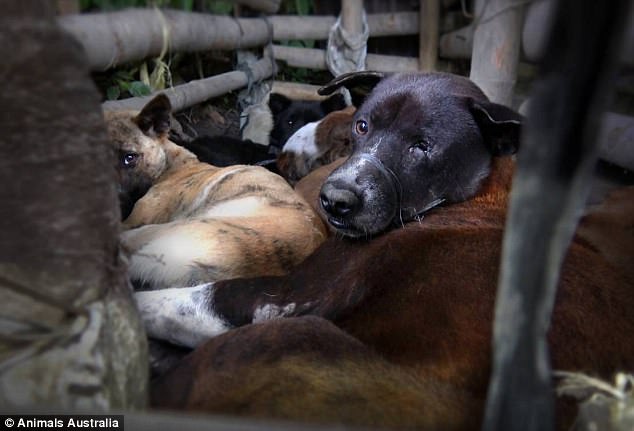 Undercover investigations reveal Australian tourists fed Dog meat as Chicken in Bali 9 418DBBBC00000578 0 image a 40 1497886750041