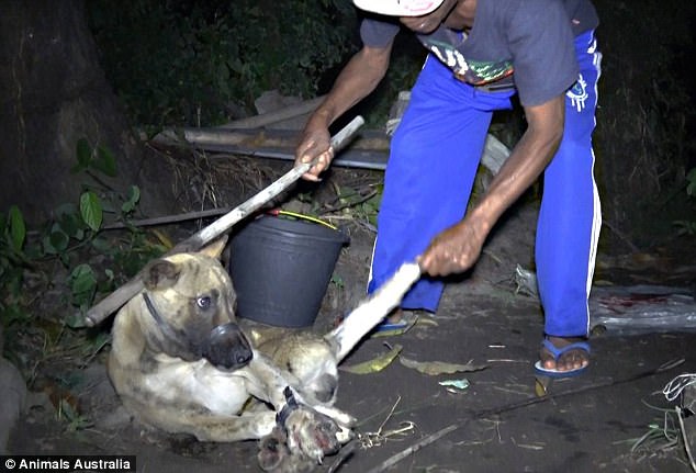 Undercover investigations reveal Australian tourists fed Dog meat as Chicken in Bali 4 418DBBCA00000578 0 image a 36 1497886529358