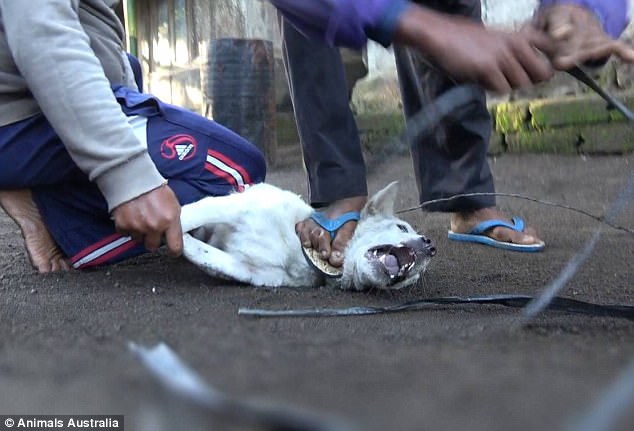 Undercover investigations reveal Australian tourists fed Dog meat as Chicken in Bali 8 418DBBD100000578 0 image a 38 1497886732862