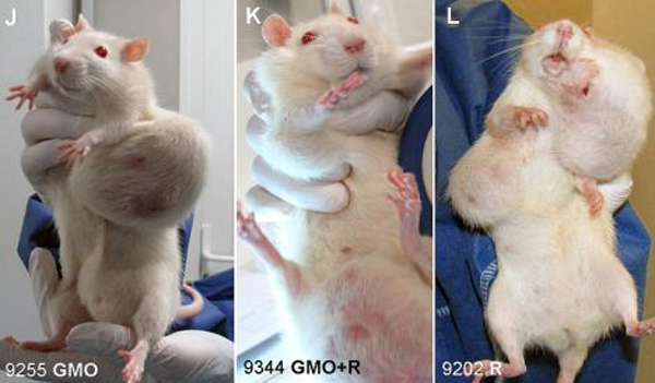Ted Cruz Defends GMOs, Calls Americans "Anti-Science Zealots" 2 Rat Tumor Monsanto GMO Cancer Study 3 Wide