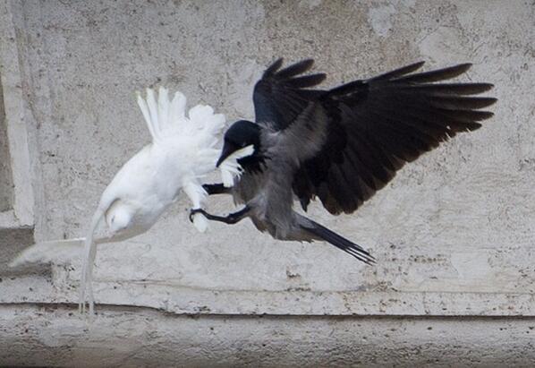 Pope's doves of peace for Ukraine attacked by angry birds 2 vatican white dove2