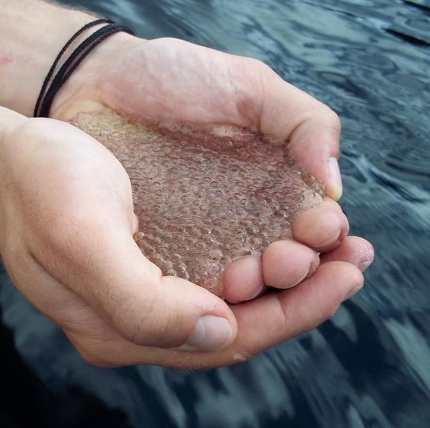 Industrial pollution turning Canadian lakes into jelly 2 B201o06CIAA6Xo8