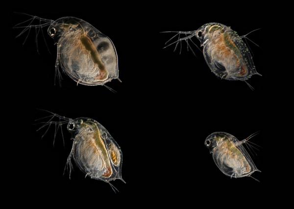 Industrial pollution turning Canadian lakes into jelly 3 BydlRZrIAAAewKo