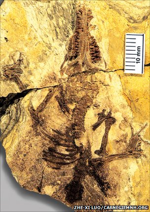 Fossil redefines mammal history 2 54800819 image1