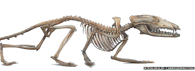 Fossil redefines mammal history 3 54801023 image