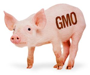 China Genetic Test Causes Mass Death Catastrophe 4 mpd4