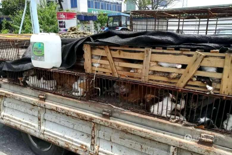 500 Pet Cats saved from Being on Restaurant Menus in China 3 oSP1Wsc
