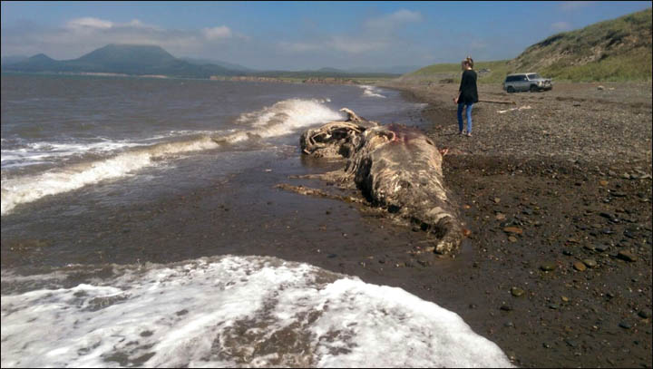 Discovery Of “Chimera Sea Monster” Sparks Grave Russian Fears 2 ocm3