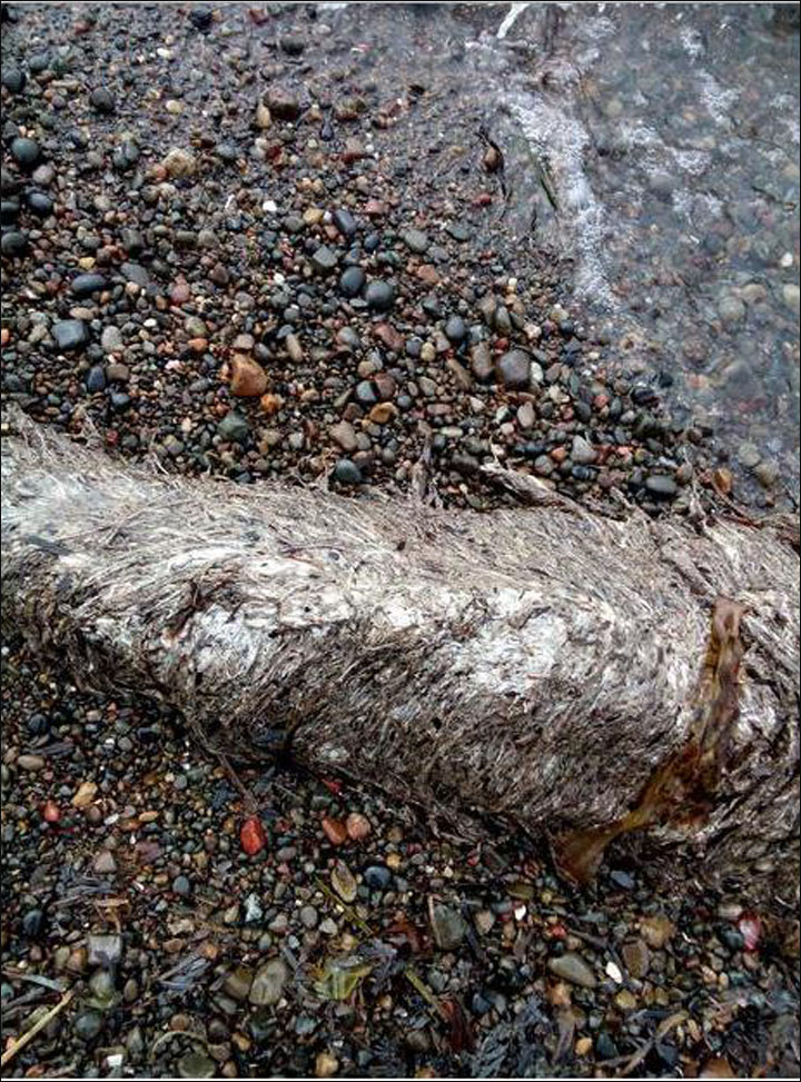 Discovery Of “Chimera Sea Monster” Sparks Grave Russian Fears 3 ocm4