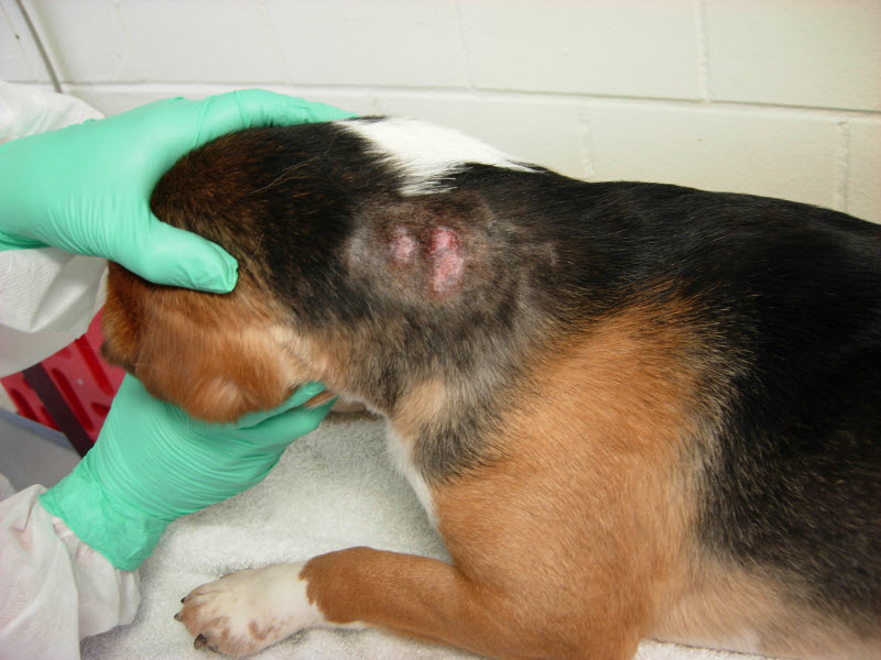 Sick Evil 'Scientist' Anthony Fauci Removed Vocal Cords of Puppies so They Can't Bark while being Tortured 2