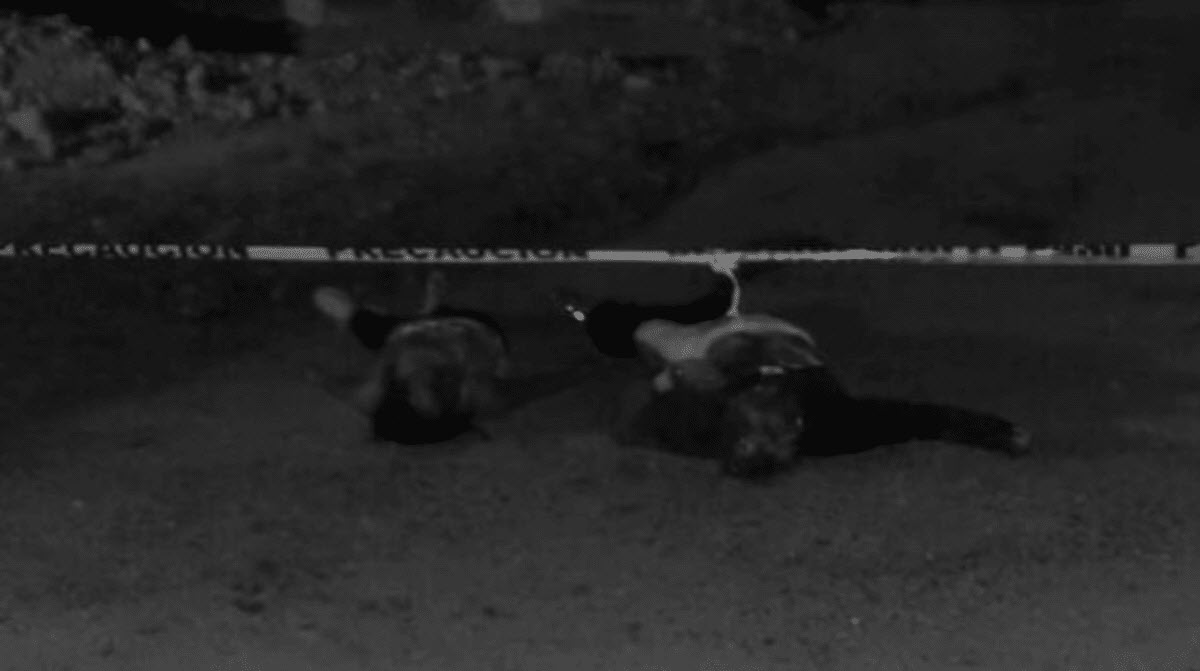 Utah Couple Executed in Front of Son at Mexico Roadblock 2