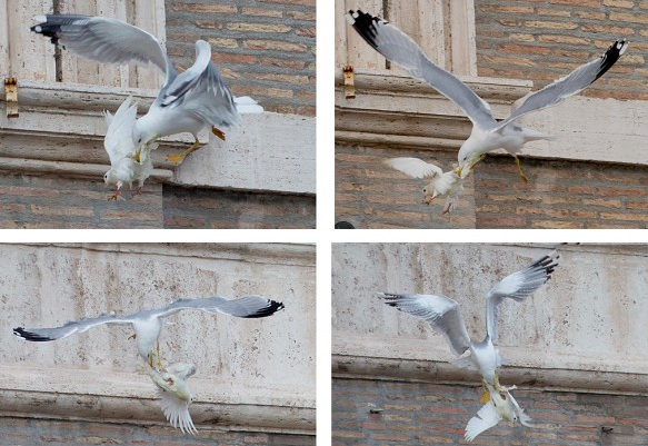 Pope's doves of peace for Ukraine attacked by angry birds 3 vatican white dove3