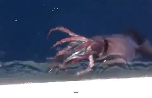 Giant Squid caught on video by Russian sailors 1 giant squid