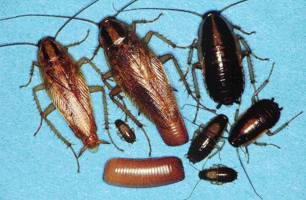 Origins of Diseases, Pests and Parasites 2 cockroaches clip image008