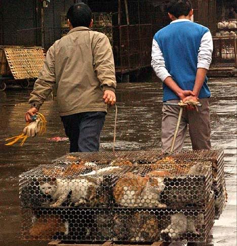 Traditional Chinese Dish, Specialties, Cousine 1 china cat death camps 001