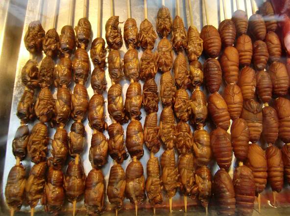 Traditional Chinese Dish, Specialties, Cousine 26 insects