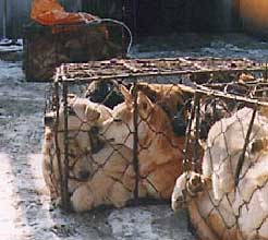 Traditional Chinese Dish, Specialties, Cousine 16 caged dogs