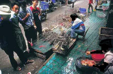 Traditional Chinese Dish, Specialties, Cousine 2 ps AsianAnimalProtectionNetwork1 Ca