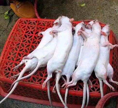 Traditional Chinese Dish, Specialties, Cousine 10 rats1