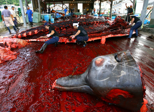 Australia threatens Japan over whaling program 3 japan whaling